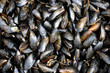 étal de moules chez le poissonnier