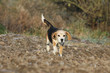beagle walking outside