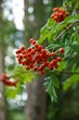 Vogelbeeren