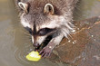 Waschbär