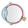 eye anatomy