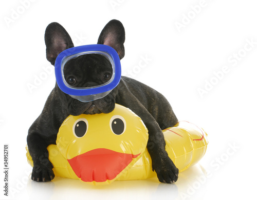 Foto: dog swimming dog swimming