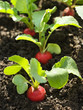 Red radish in bed Red radish in bed