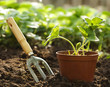 Strawberry plant in pot Strawberry plant in pot