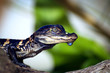 Alligator Hatchling
