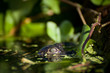 Alligator Hatchling