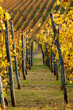 Filari di uva nelle langhe