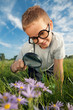 Child, examining with a magnifying glass flower Child, examining with a magnifying glass flower