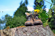 Wanderschuhe Baumstamm Sommer