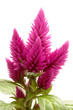 Celosia Argentea Celosia Argentea