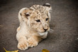Lion Cub Lion Cub