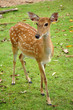 Sika deer
