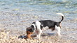 dog in beach
