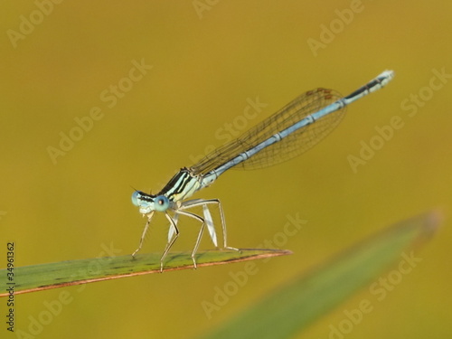Photo: Grosse Pechlibelle Grosse Pechlibelle