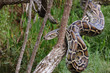 Photo: Burmese Python Burmese Python