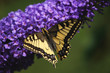 machaon