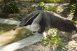 Giant anteater (Myrmecophaga tridactyla)