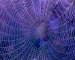 Spider web with water drops