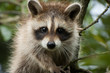 Photo: Raccoon Baby Raccoon Baby