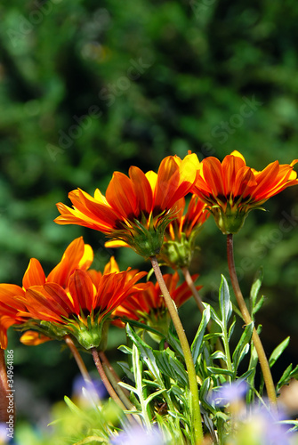 Photo: Orange flowers over green Orange flowers over green