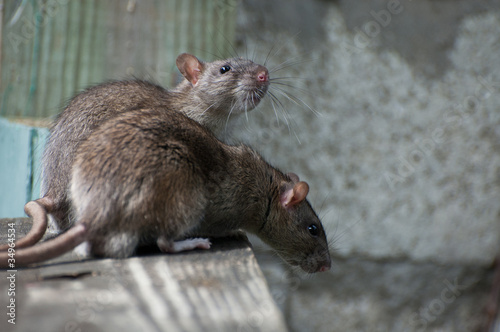 Foto: Rat Rat