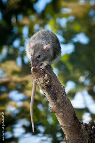 Photo: Rat Rat