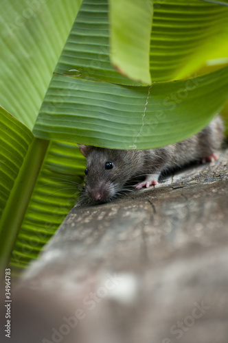 Photo: Rat Rat