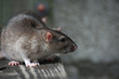 Photo: Rat Rat