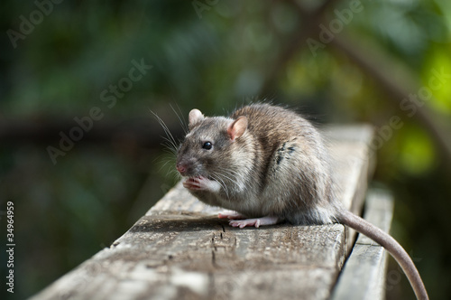 Photo: Rat Rat