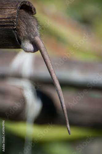 Photo: Rat Rat