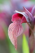 Orchidea (Serapias)