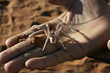DESERT DU NAMIB