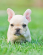 French Bull Dog Puppy