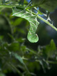 Tobacco Hornworm (Manduca Sexta) hanging from a Tomato Plant