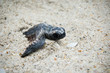 Sea Turtle Hatchling