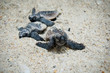 Sea Turtle Hatchling