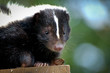 Stripped Skunk