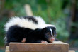 Stripped Skunk