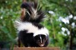 Stripped Skunk