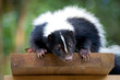 Stripped Skunk