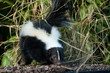 Stripped Skunk
