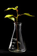 Young plant and flask