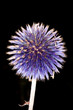 Allium isolated on black