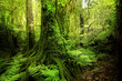 Jungle