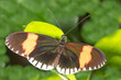 Postman Longwing butterfly