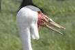 Wattled crane
