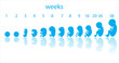 fetus stages