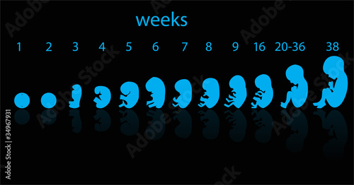 Vector: fetus stages fetus stages