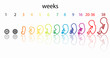 fetus stages
