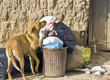 Stray Dog Looking for Food Stray Dog Looking for Food